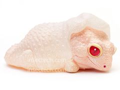 動物の惑星】「シークレット」シロクチニシキヘビ フィギュア - メルカリ 動物の惑星】「シークレット」シロクチニシキヘビ フィギュア - メルカリ