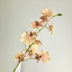 胡蝶蘭 原種 交配種 激レア 入手困難 - メルカリ