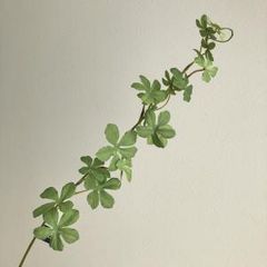 T*i様 極希少 実生株 コミフォラ ソコトラナ Commiphora soco - メルカリ