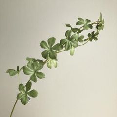 T*i様 極希少 実生株 コミフォラ ソコトラナ Commiphora soco - メルカリ