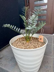 2026年最新】ホリダス エンセファラルトスの人気アイテム - メルカリ