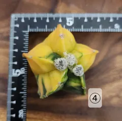 アストロフィツム 鸞鳳玉錦（ランポー玉錦）【特選】斑入り｜単品 カット苗