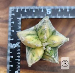 アストロフィツム 鸞鳳玉錦（ランポー玉錦）【おすすめ】斑入り｜単品 カット苗