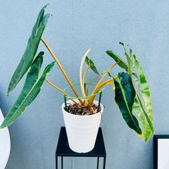 現品］【希少】97番 モンステラ 斑入り 7号 観葉植物 室内 レア 鉢