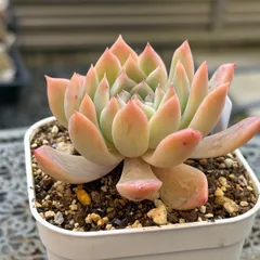 2026年最新】ダーリーサンシャインの人気アイテム - メルカリ