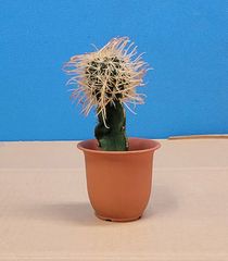 造花・観葉】フェニックスパームツリー 130cm JOA-227 造花・観葉