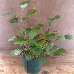 【サンプル】フィカス　ゴールドコイン　 Ficus deltoidea フィカス デルトイデア コバンボダイジュ 観葉植物 観葉 植物  珍奇 珍しい レア 希少 インテリア プレゼント おしゃれ かわいい リビング おうち時間 グリーン アートプランツ