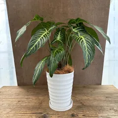 キサントソーマ リンデニー ① Xanthosoma  lindenii 陶器鉢 現品 サトイモ科  カラディウム属  観葉植物  ワンランクアップな空間  観葉植物 観葉 植物  インテリア おしゃれ かわいい プレゼント おすすめ