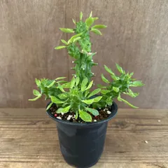 モナデニウム ① 不明種 Monadenium 現品 観葉植物 観葉 植物 珍奇植物 珍奇 珍しい レア 希少 塊根植物 塊根 コーデックス 多肉植物 多肉 インテリア モナデニューム