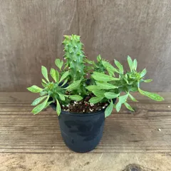 モナデニウム ② 不明種 Monadenium 現品 観葉植物 観葉 植物 珍奇植物 珍奇 珍しい レア 希少 塊根植物 塊根 コーデックス 多肉植物 多肉 インテリア モナデニューム