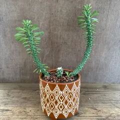 モナデニウム　ドラゴンテール　陶器鉢茶色　 Monadenium Dragon Tail 現品 観葉植物 観葉 植物 珍奇植物  塊根植物 塊根 コーデックス 多肉植物 多肉 インテリア  モナデニウム ドラゴンテール モナデニューム