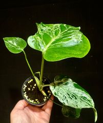 新種】Monstera deliciosa Gold leaf モンステラデリシオーサ 黄金葉