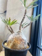 特大】キフォステンマ モンタグナッキー 現地球 - メルカリ