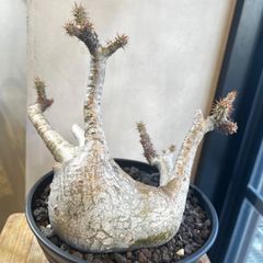 ミニサイズ】キフォステンマ モンタグナッキー 現地球現地球 - メルカリ