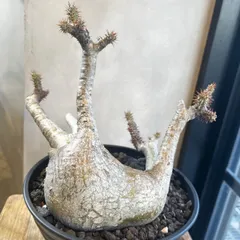 2026年最新】ウィンゾリー 現地球の人気アイテム - メルカリ