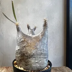 2026年最新】ウィンゾリー 現地球の人気アイテム - メルカリ