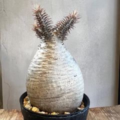 パキポディウムグラキリス現地球 特大株 現品鉢ごと発送メルカリ便 発根済】【現地球】特大パキポディウム グラキリス | BRIDGE GARDEN