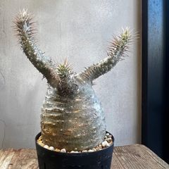 パキポディウム グラキリス 現地球 発根済 - メルカリ