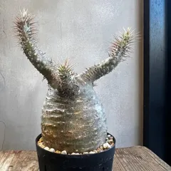 2026年最新】現地球ウィンゾリーの人気アイテム - メルカリ