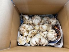 令和7年度産　愛媛県産　訳あり　にんにく　1kg　発芽