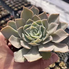 2026年最新】シャビアナの人気アイテム - メルカリ