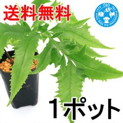 品種系イワガネゼンマイ　武者鎧（岩ヶ根薇）３号（１ポット）（３９３３０９）