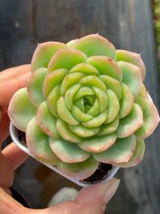 30株の抜き苗セット】スターライト・ジェニー 多肉植物 佐川急便発送