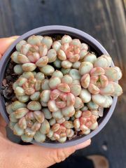 ぴ*け様 B1688-5　キュートバブル　20株　抜き苗　多肉植物 エケベリア 000000020611_hjwvdri.jpg