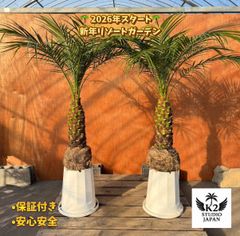 🎄特大サイズ2本セット🌴 フェニックス・ロベレニー 南国リゾート特大2本セット