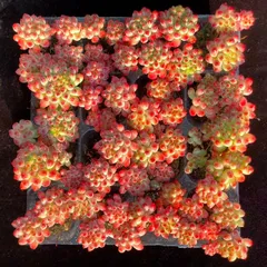 大人気セット 花火 MZ15×16株 土付き  詰め合わせ 韓国苗 多肉植物  エケベリア サボテン