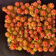 大人気セット ベリー 錦 MZ17×16株 土付き 詰め合わせ 韓国苗 多肉植物 エケベリア サボテン