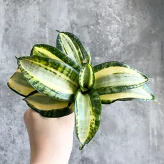 2026年最新】ゴールデンウェンディの人気アイテム - メルカリ