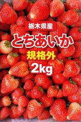 ⭐︎いちご農家より直送！とちあいか規格外詰め合わせ2kgクール便送料