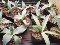 2026年最新】オバティフォリアの人気アイテム - メルカリ