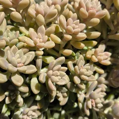 多肉植物　グラプトペダルム属　ヒメシュウレイ　姫秀麗　姫秋麗　カット苗　25カット