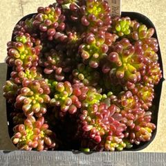 レッドベリー綴化❣️札付き❗️多肉植物 抜き苗 - メルカリ