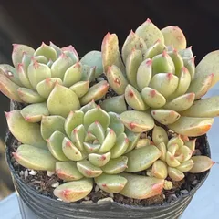 2026年最新】オリビア エケベリアの人気アイテム - メルカリ