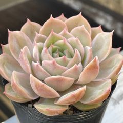 No.449 ❁オウンスロー❁ 抜き苗 多肉植物 寄せ植え No.449 ❁オウンスロー❁ 抜き苗 多肉植物 寄せ植え No.449 ❁オウン