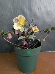 クリスマスローズ　キャメロット　5号鉢 ③