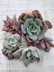 おつとめ品セット　　寄せ植えC