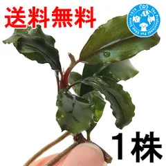 2026年最新】ブセファランドラ レッドの人気アイテム - メルカリ