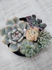 2026年最新】モンロー錦の人気アイテム - メルカリ