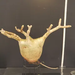 最終値下げ特価❗本日まで❗早いもの勝ち❗パキポディウム　グラキリス現地球　大株 最終価格 早い者勝ち パキポディウム グラキリス 現地球 コレクション