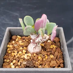 2026年最新】鉢植えの人気アイテム - メルカリ