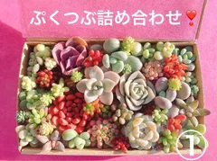 クーポンあり❣️①ぷくぷくつぶつぶ詰め合わせ❣️美人　多肉弁当　寄せ植え　カット苗詰め合わせ　エケベリア　セダム　パキフィツム　韓国苗入り　レア入り　ぷっくり多肉　ピンク多肉