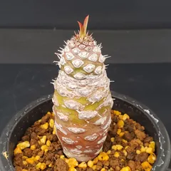 2026年最新】ユーフォルビアの人気アイテム - メルカリ