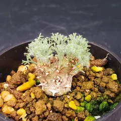 K111【自社養生株】モンソニア　ぺニクリナム（発根未確認株・鉢植え）【塊根植物】