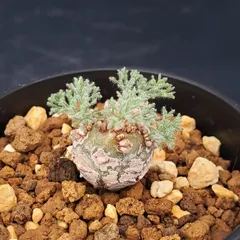 K112【自社養生株】モンソニア　ぺニクリナム（発根未確認株・鉢植え）【塊根植物】