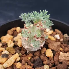 K113【自社養生株】モンソニア　ぺニクリナム（発根未確認株・鉢植え）【塊根植物】