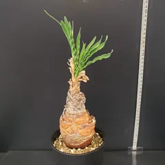 2026年最新】ブーファンの人気アイテム - メルカリ